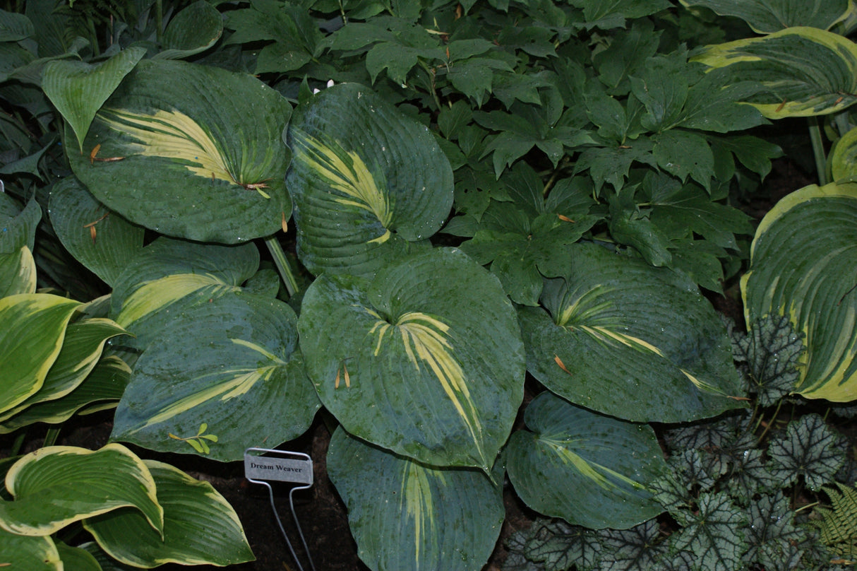 Dream Weaver Hosta