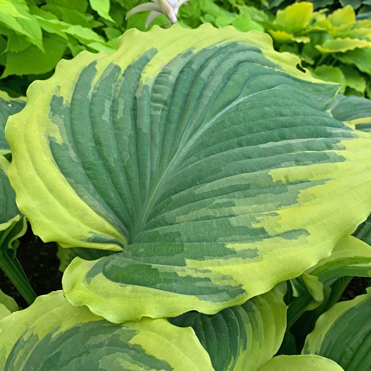 Drop-dead Gorgeous PP33318 Hosta