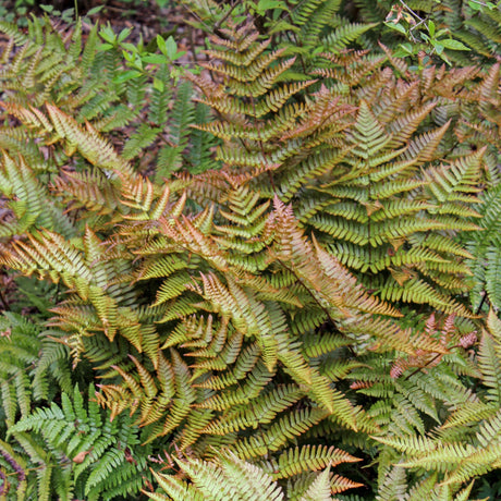 Brilliance Autumn Fern