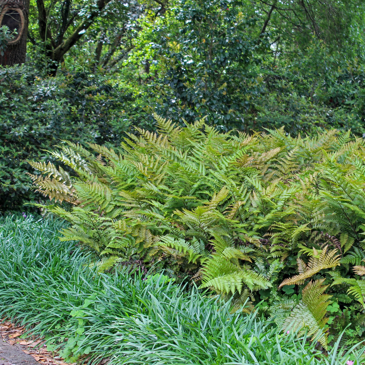 Brilliance Autumn Fern