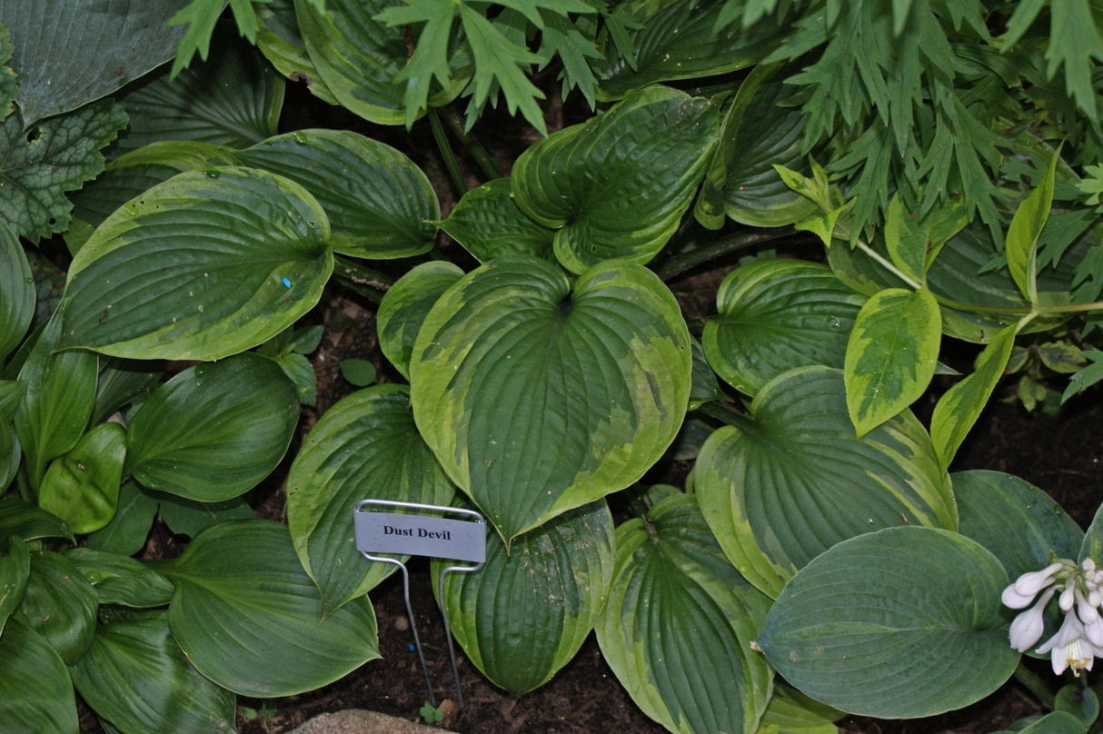 Dust Devil Hosta