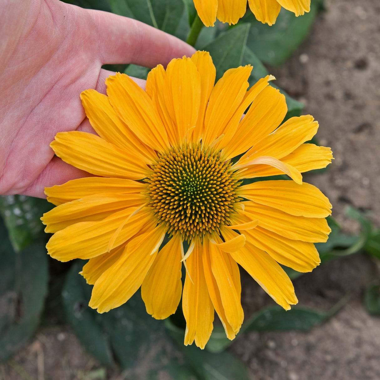 Echinacea 'One in a Melon' PP35153