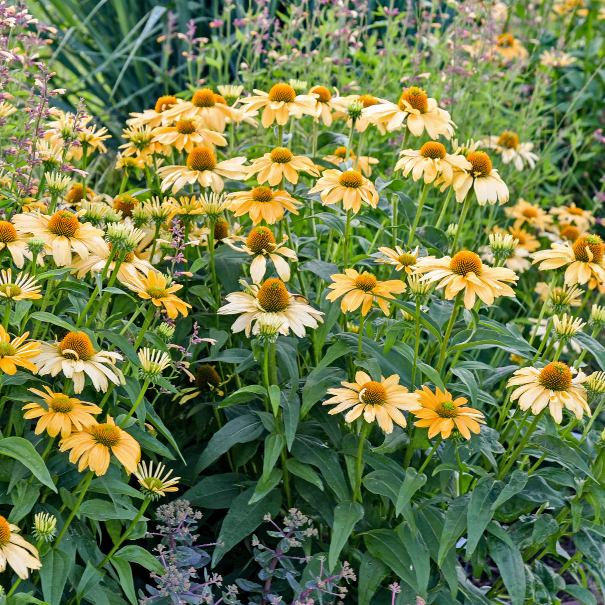 Echinacea 'One in a Melon' PP35153