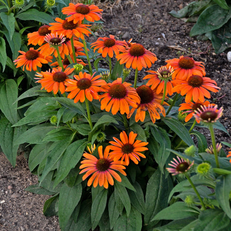 Echinacea 'Orange You Awesome' PP32105 (NEW For 2023!)