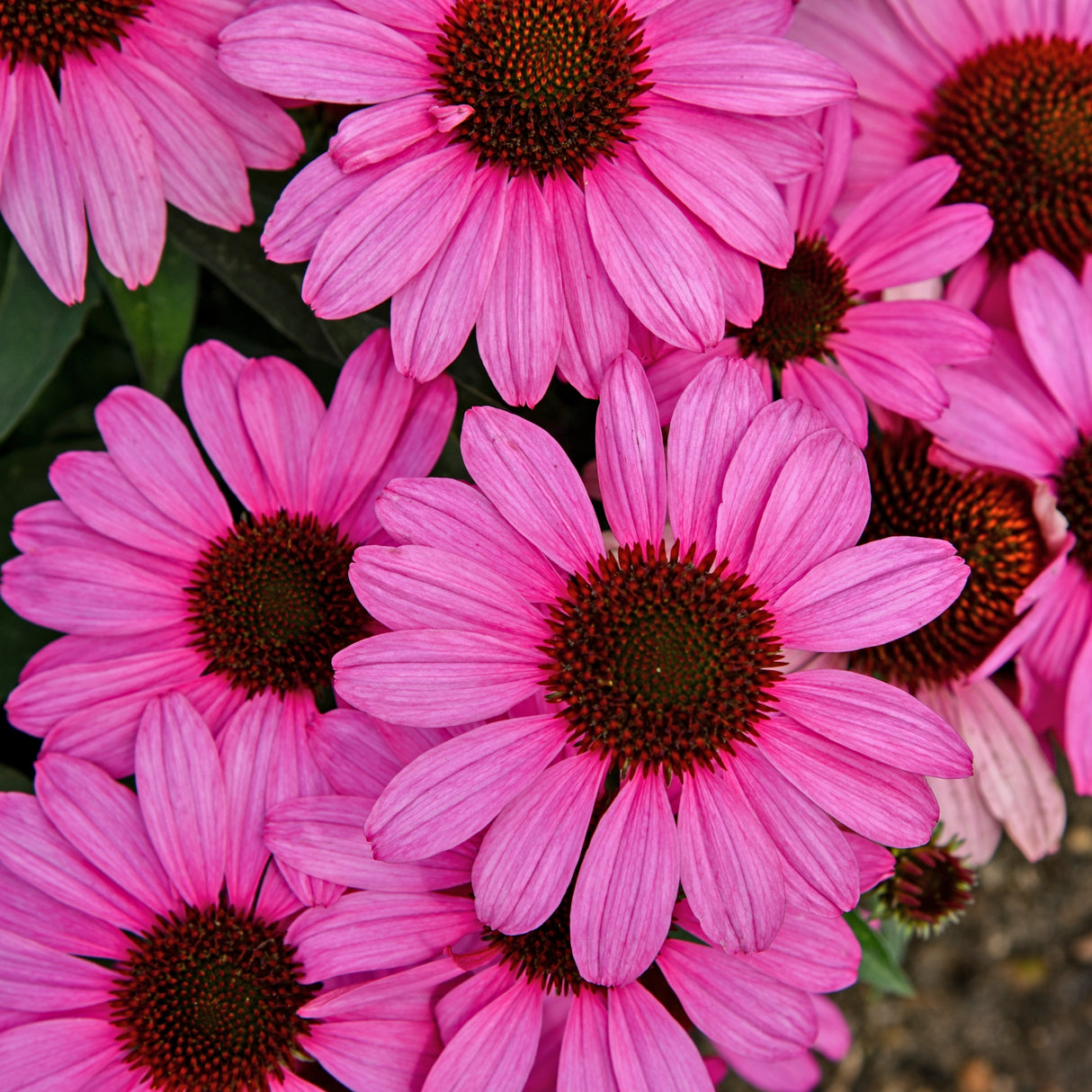 Echinacea 'The Fuchsia is Bright' PP35141