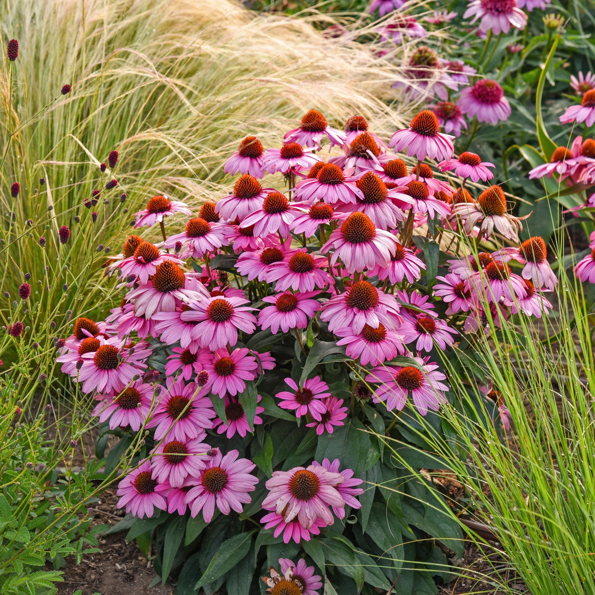 Echinacea 'The Fuchsia is Bright' PP35141