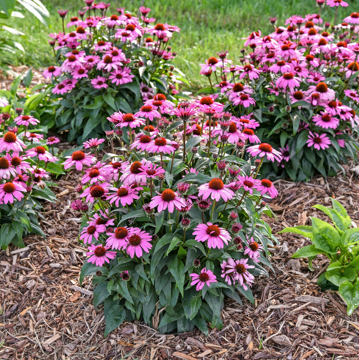 Echinacea 'The Fuchsia is Bright' PP35141 (NEW For 2024!)