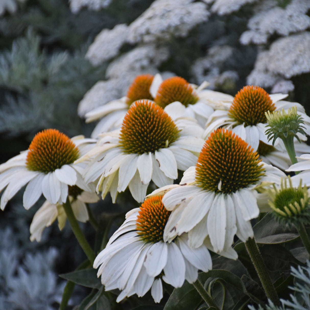 Echinacea 'The Price is White' PP33631