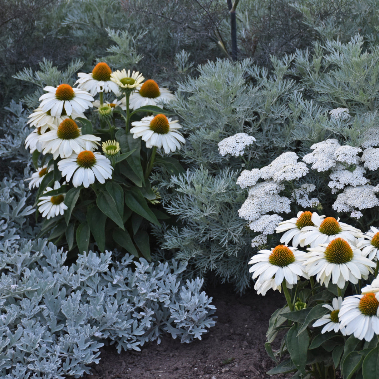 Echinacea 'The Price is White' PP33631