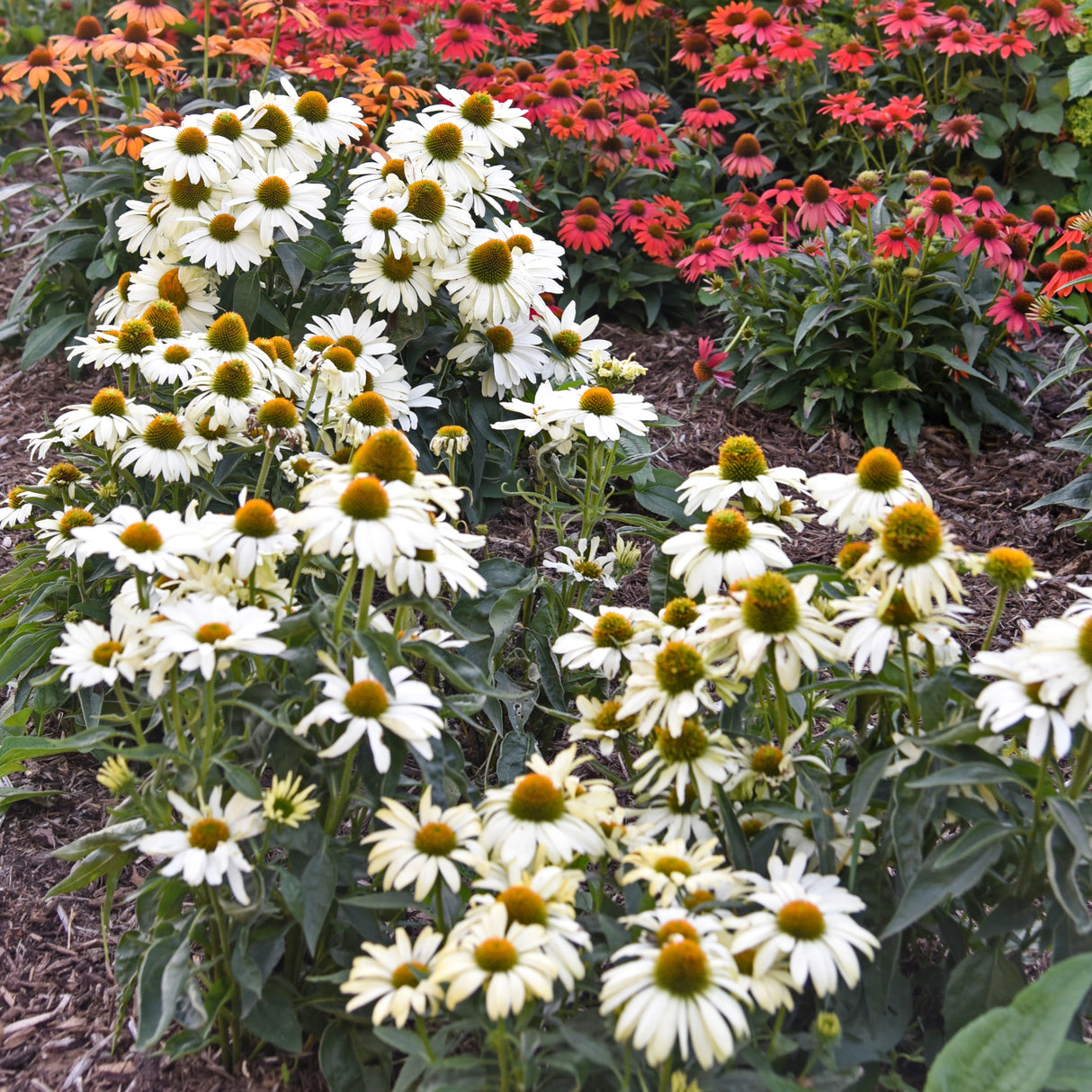 Echinacea 'The Price is White' PP33631