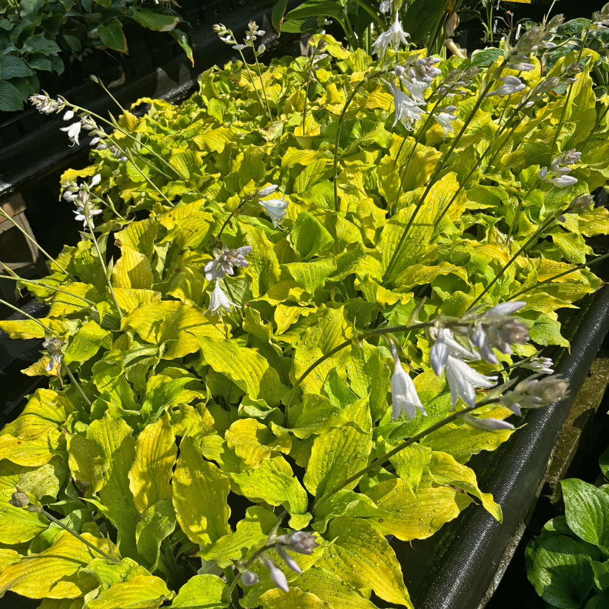 Echo the Sun PPAF Hosta