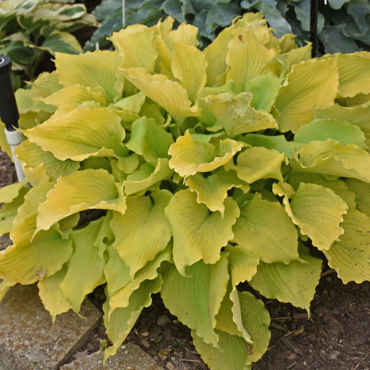 Echo the Sun PPAF Hosta