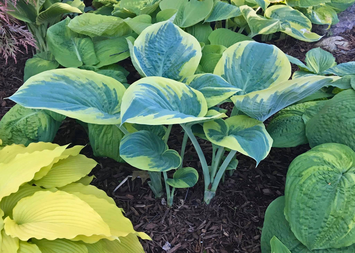 Eclipse of the Heart Hosta