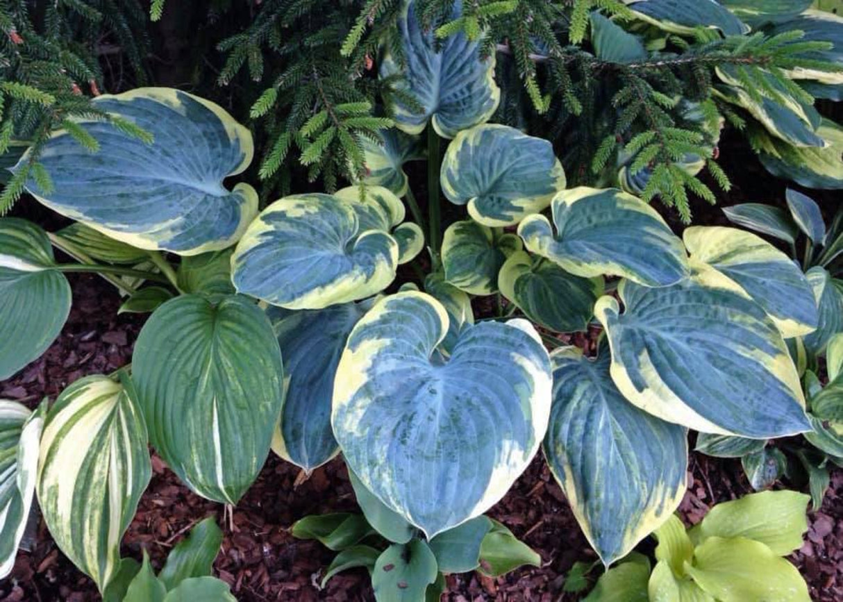 Eclipse of the Heart Hosta