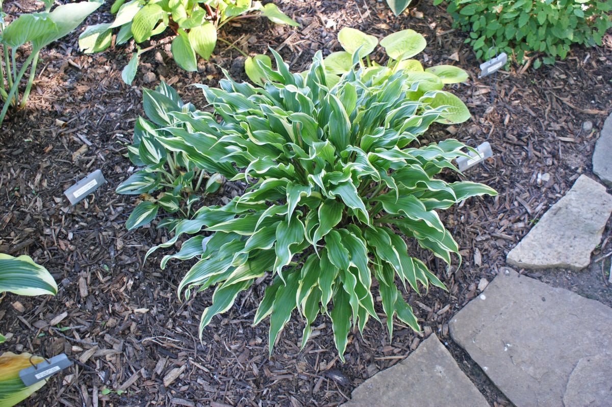 Electrocution Hosta