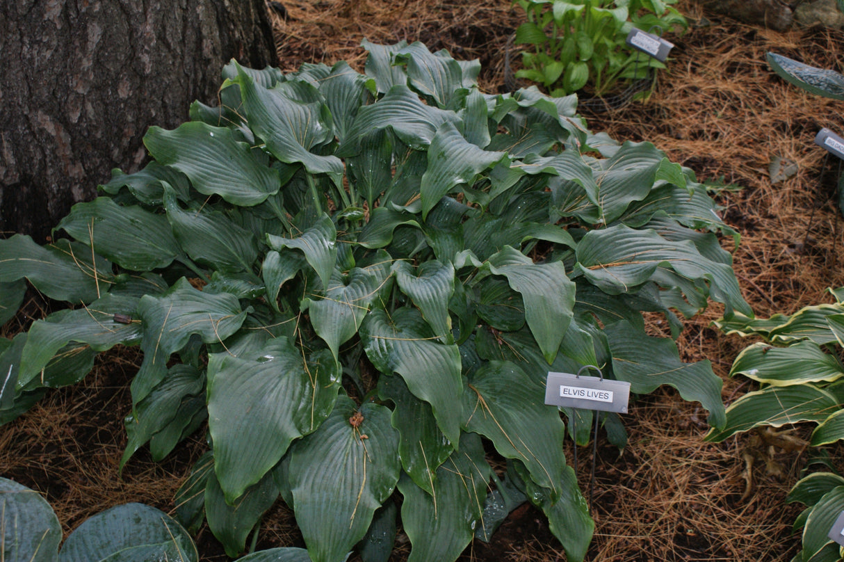 Elvis Lives Hosta
