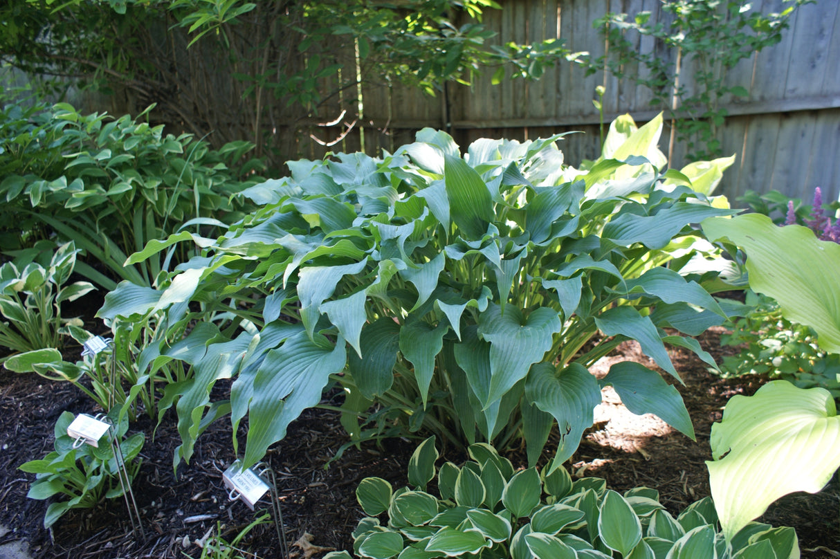 Elvis Lives Hosta