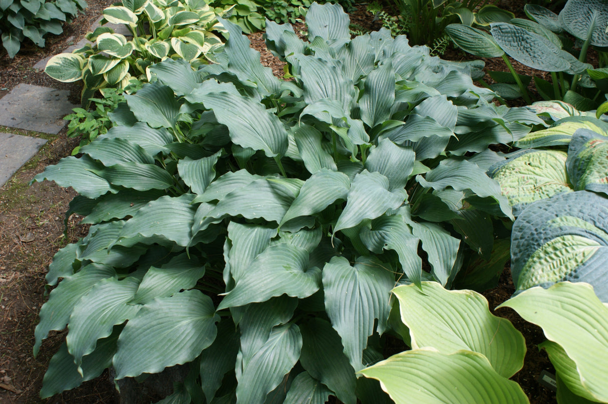 Elvis Lives Hosta