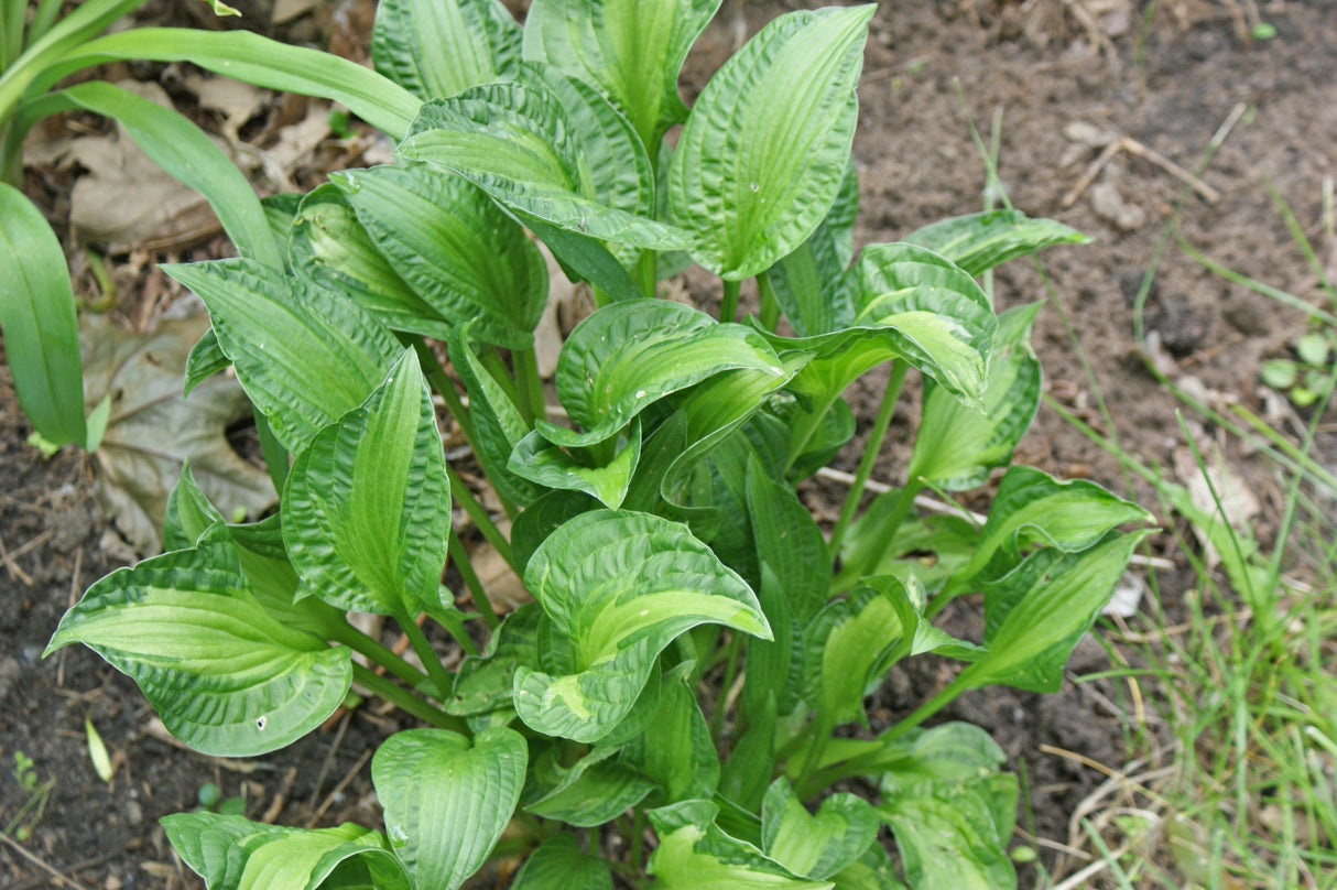 Emerald Necklace Hosta