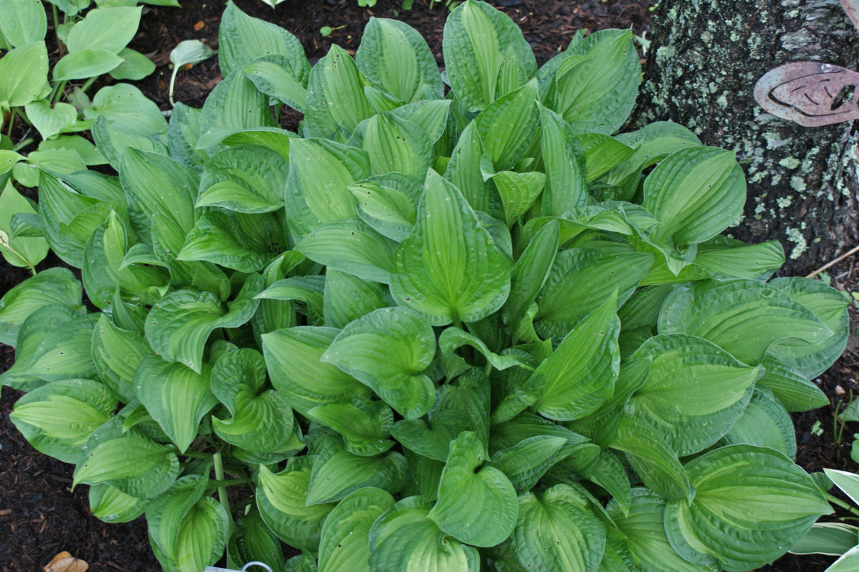 Emerald Necklace Hosta