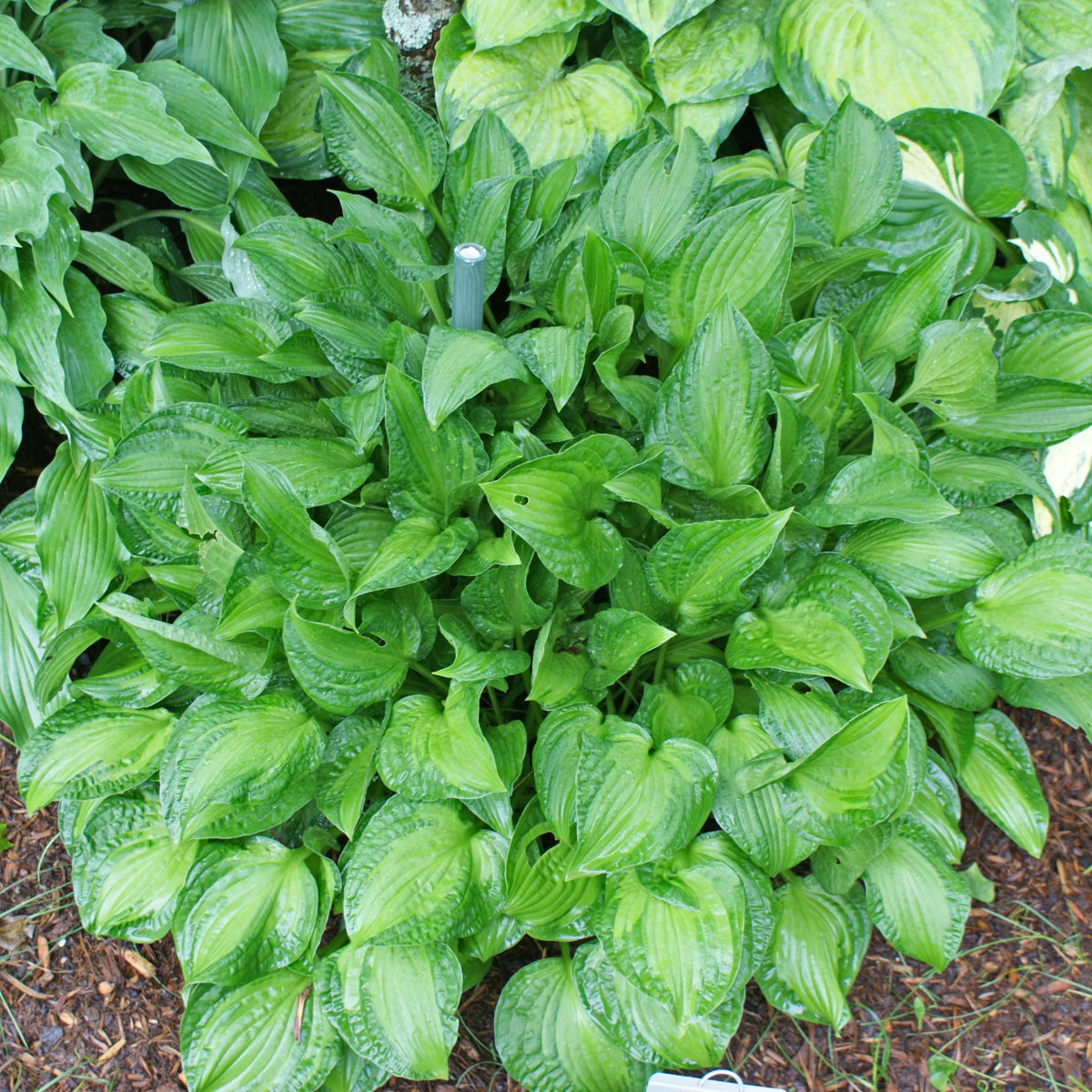 Emerald Necklace Hosta NH Hostas