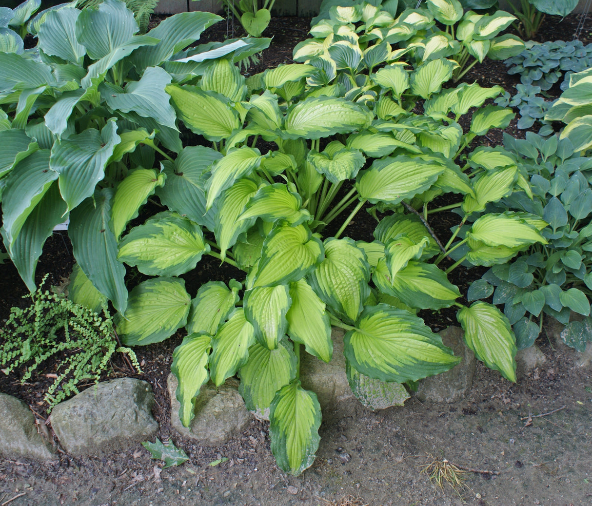 Emerald Ruff Cut Hosta