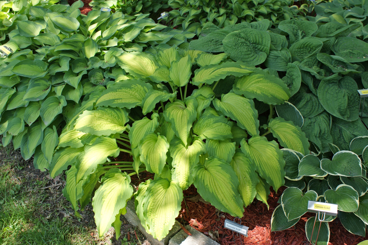 Emerald Ruff Cut Hosta