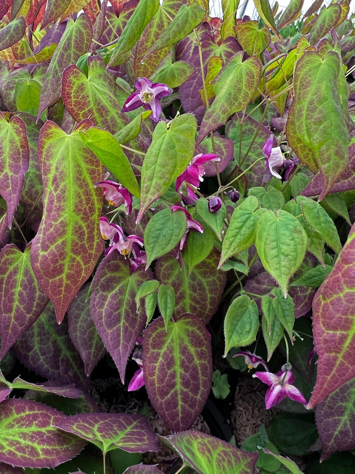 Epimedium x rubrum
