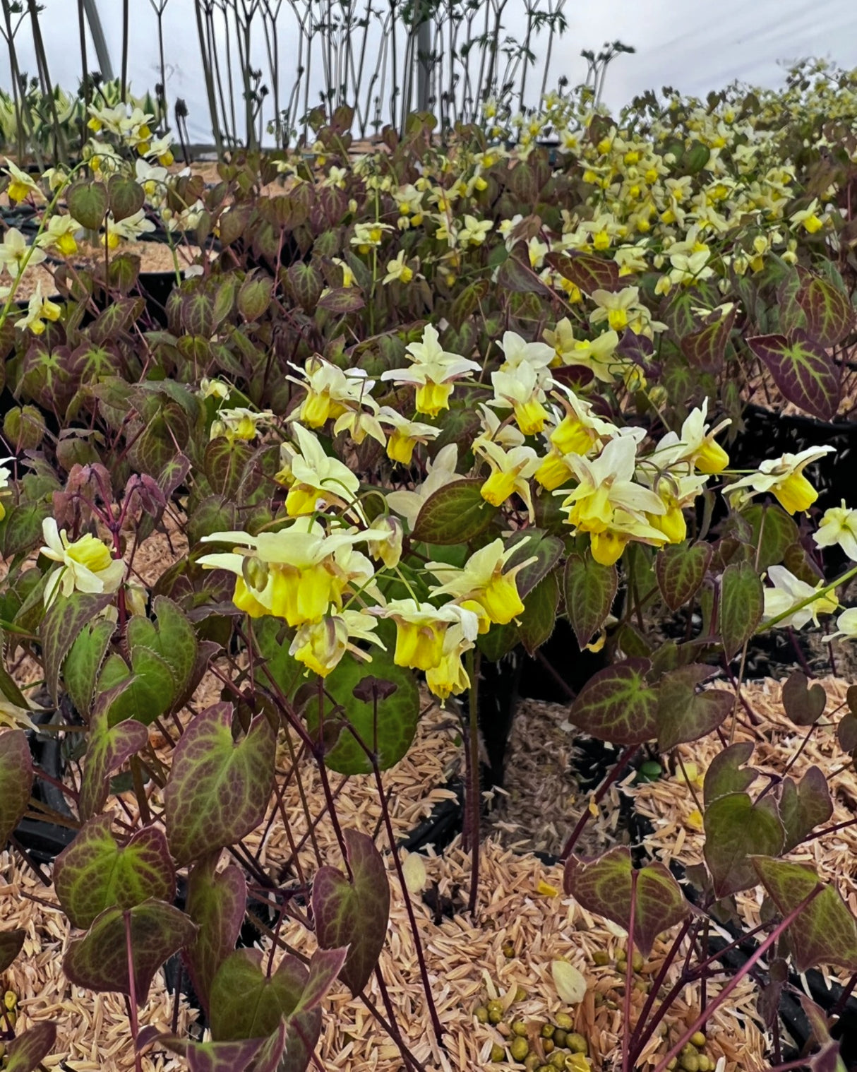 Epimedium x versicolor 'Sulphureum'