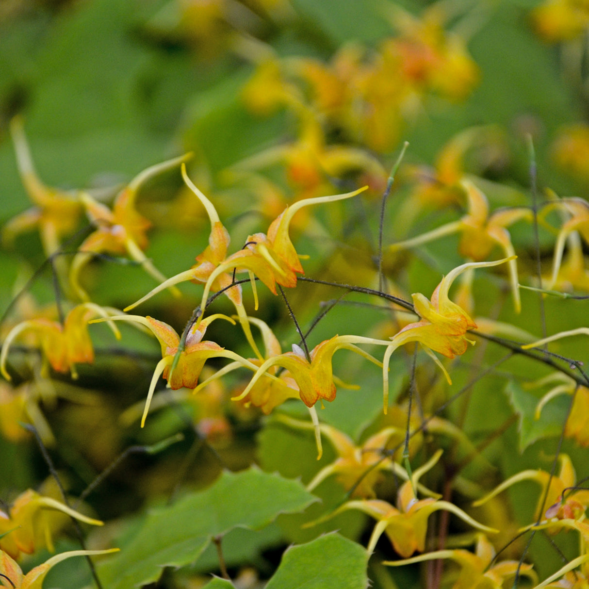 Epimedium 'Amber Queen' PP17197