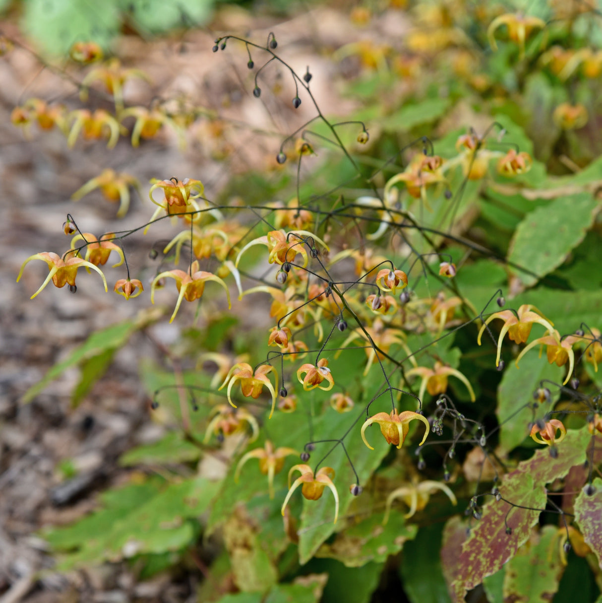 Epimedium 'Amber Queen' PP17197