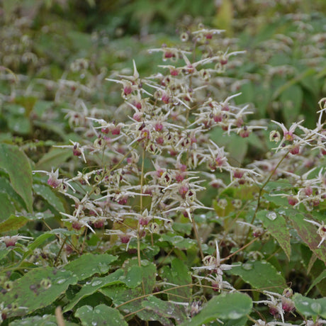 Epimedium 'Domino'
