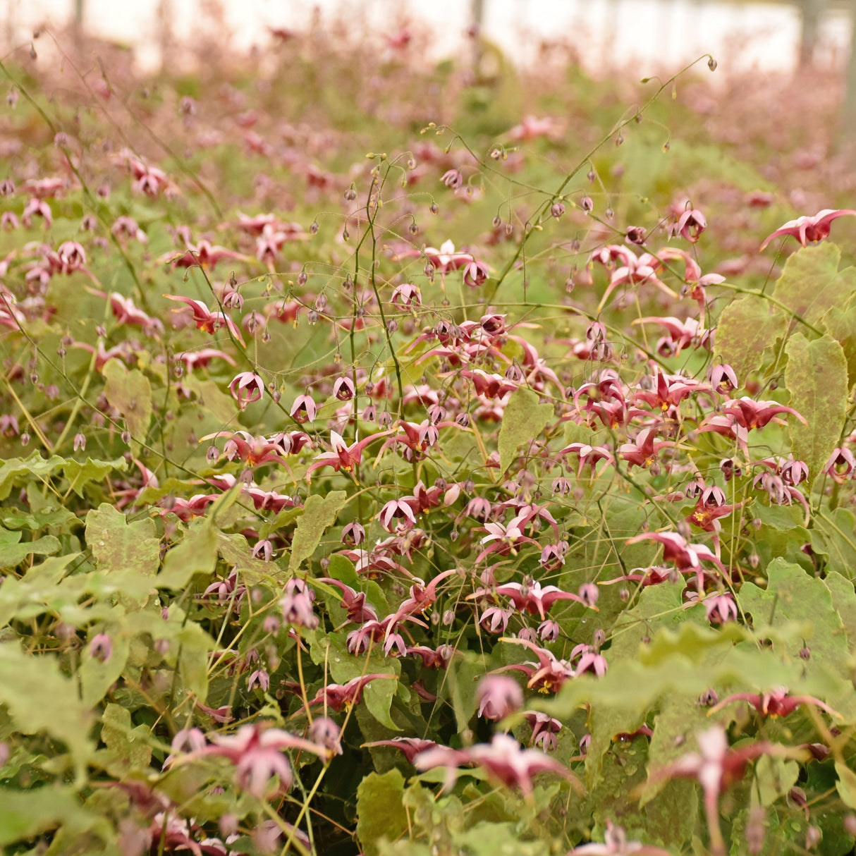 Epimedium 'Hugs and Kisses'