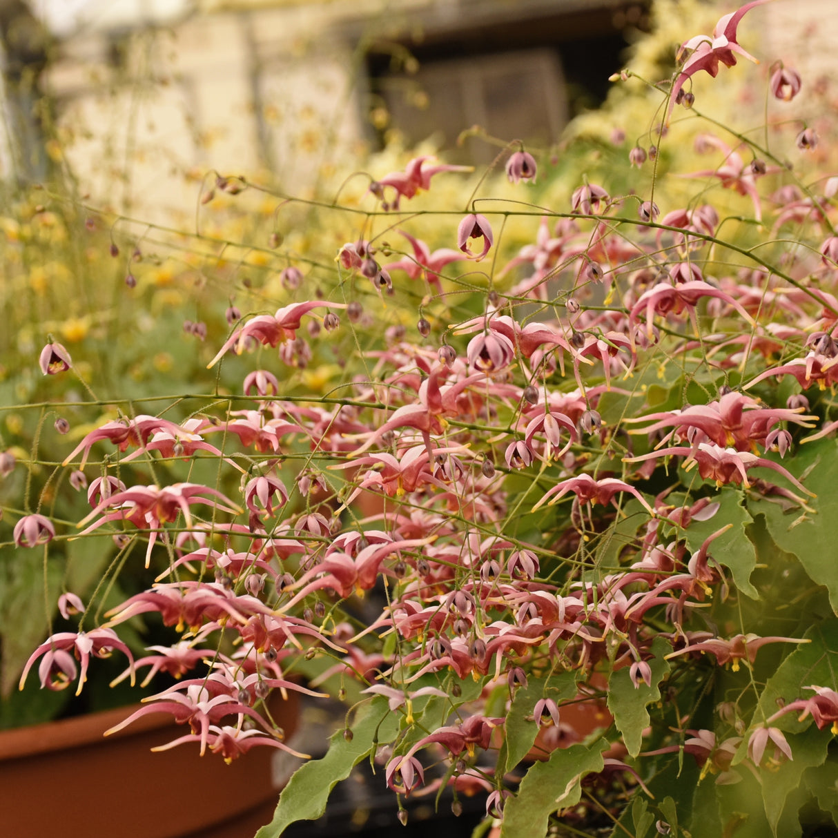 Epimedium 'Hugs and Kisses'