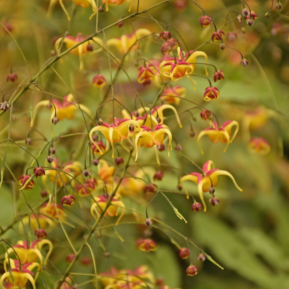 Epimedium 'Jester's Hat'