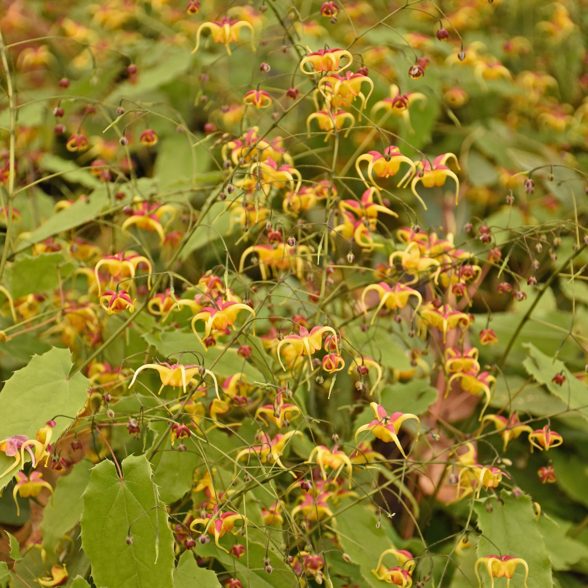 Epimedium 'Jester's Hat'