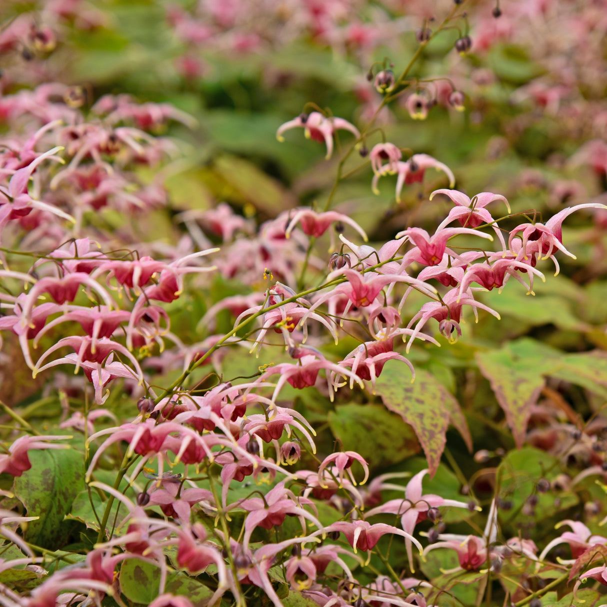 Epimedium x 'Pink Champagne'