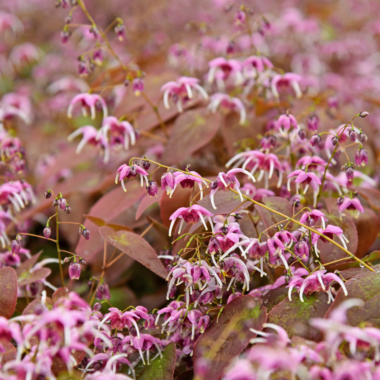 Epimedium 'Pretty in Pink'