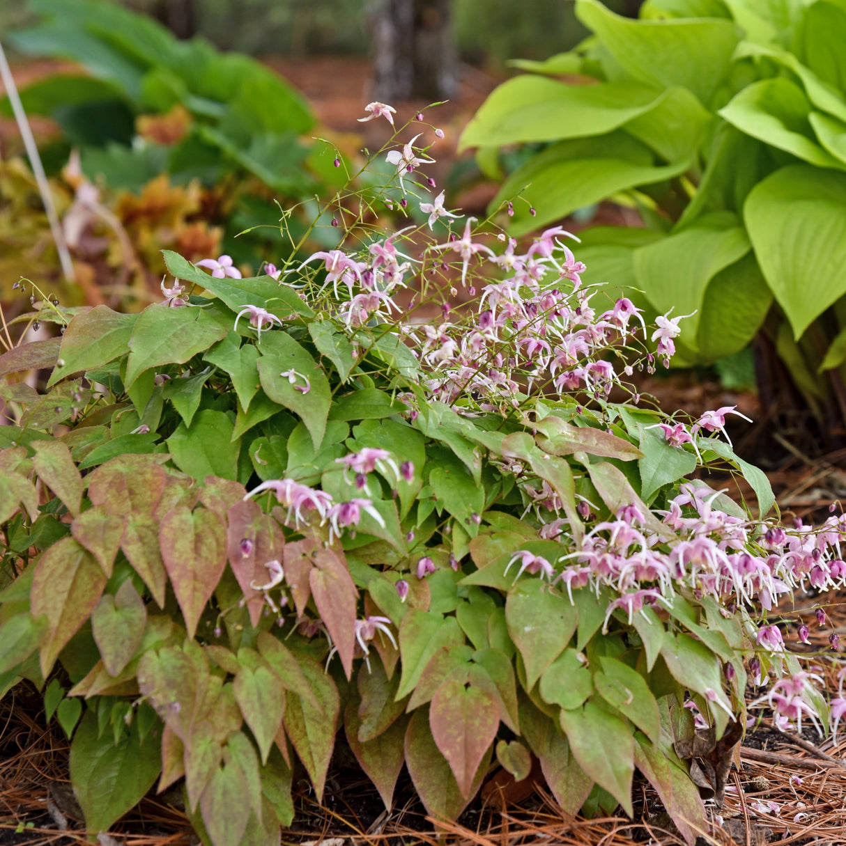 Epimedium 'Pretty in Pink'