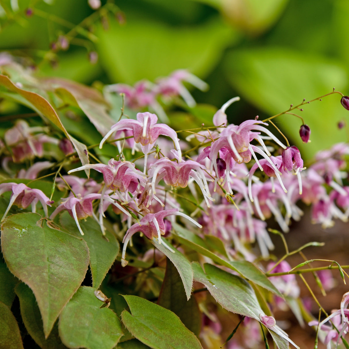 Epimedium 'Pretty in Pink'