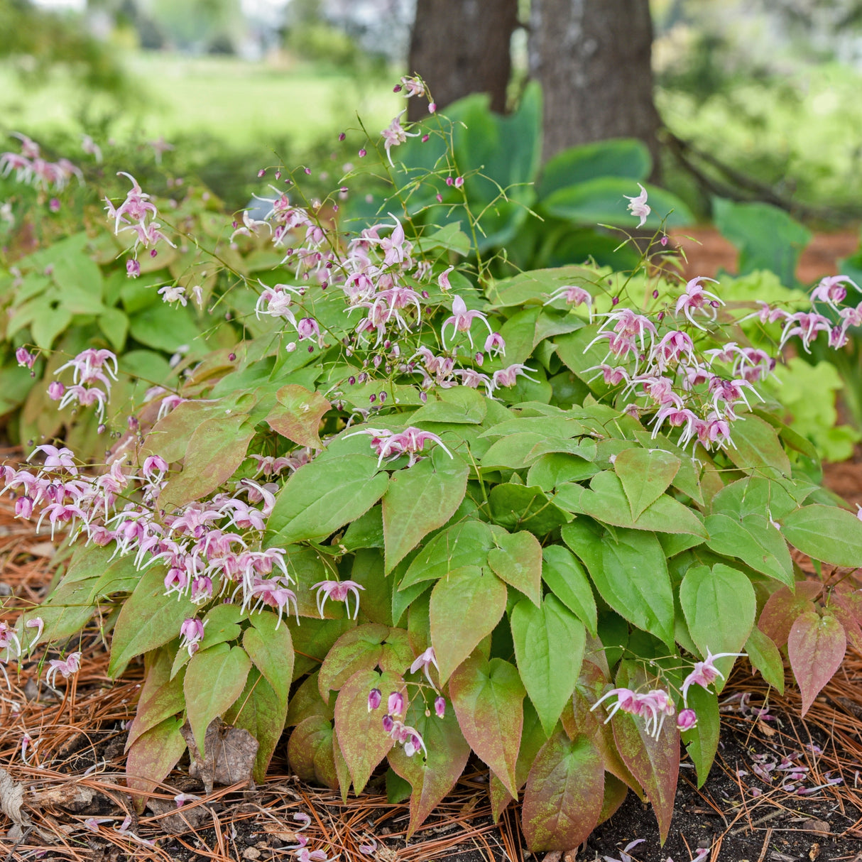 Epimedium 'Pretty in Pink'