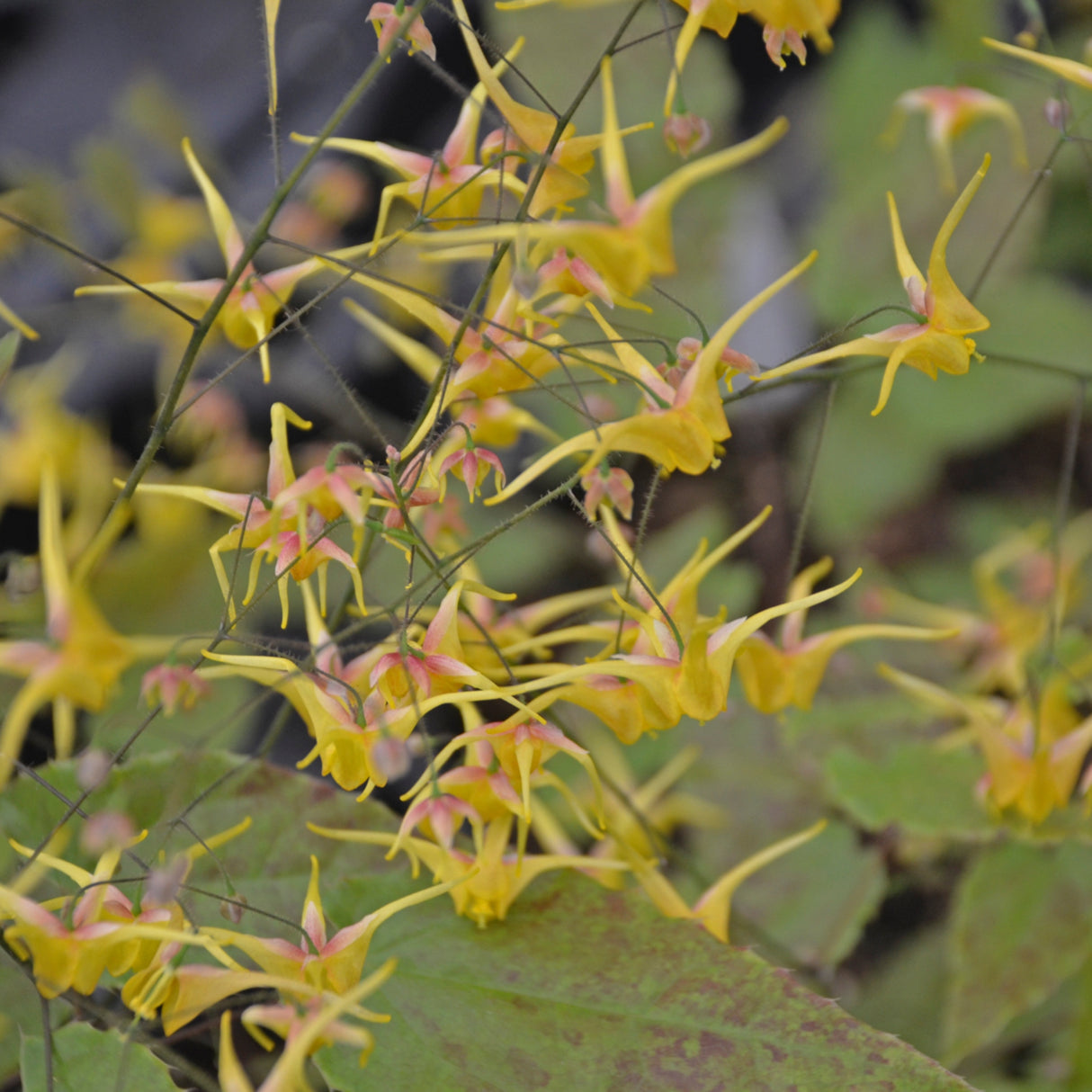 Epimedium 'Songbirds'