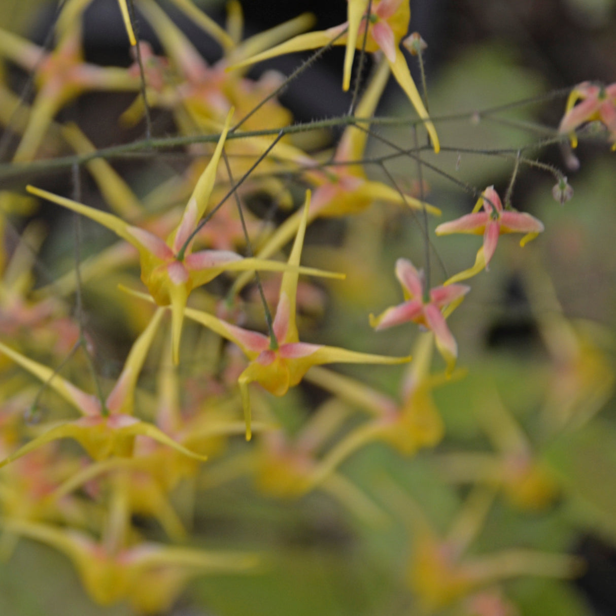 Epimedium 'Songbirds'