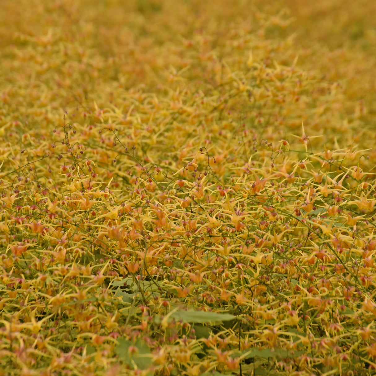 Epimedium 'Songbirds'