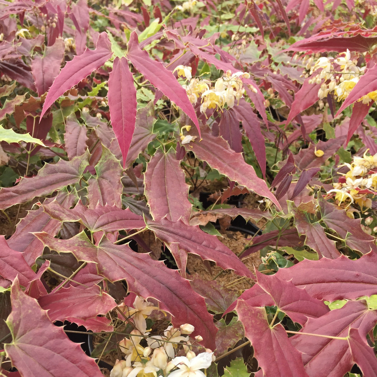Epimedium wushanense 'Sandy Claws'