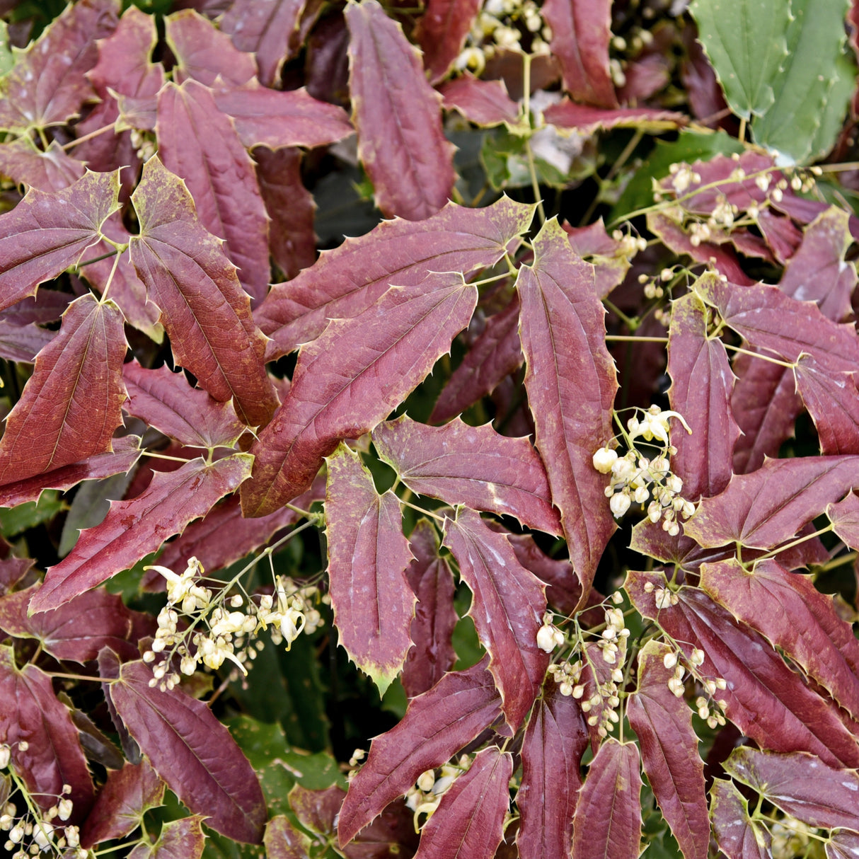 Epimedium wushanense 'Sandy Claws'