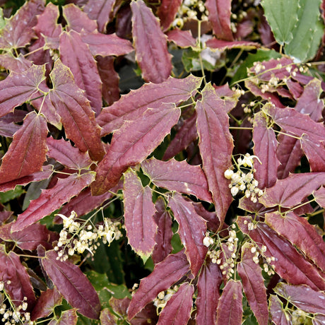 Epimedium wushanense 'Sandy Claws'
