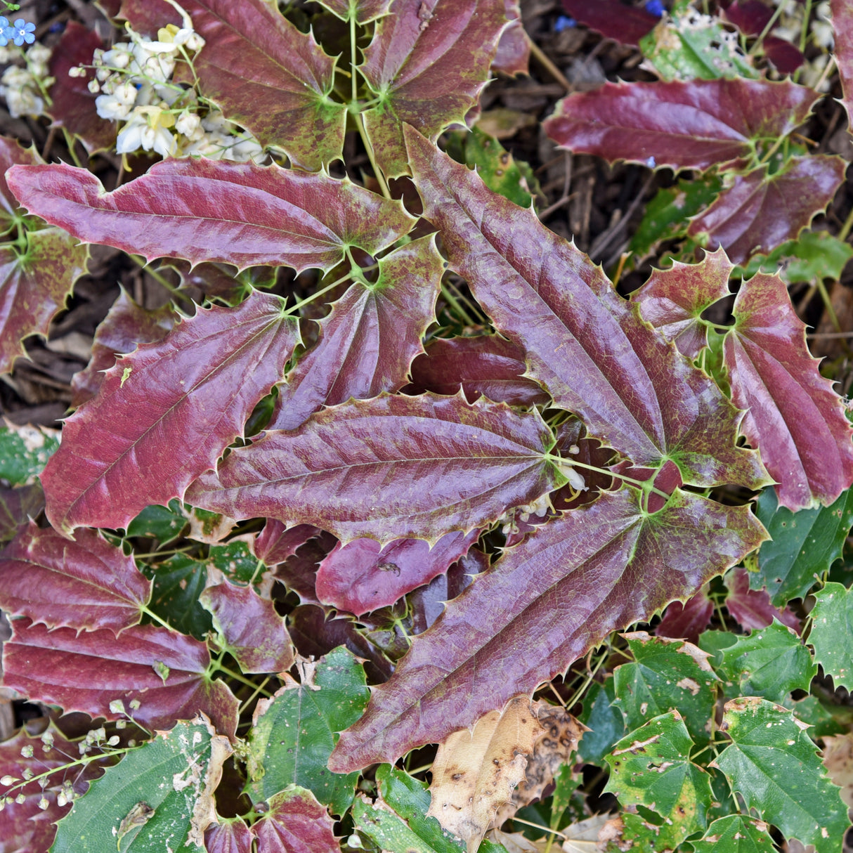 Epimedium wushanense 'Sandy Claws'
