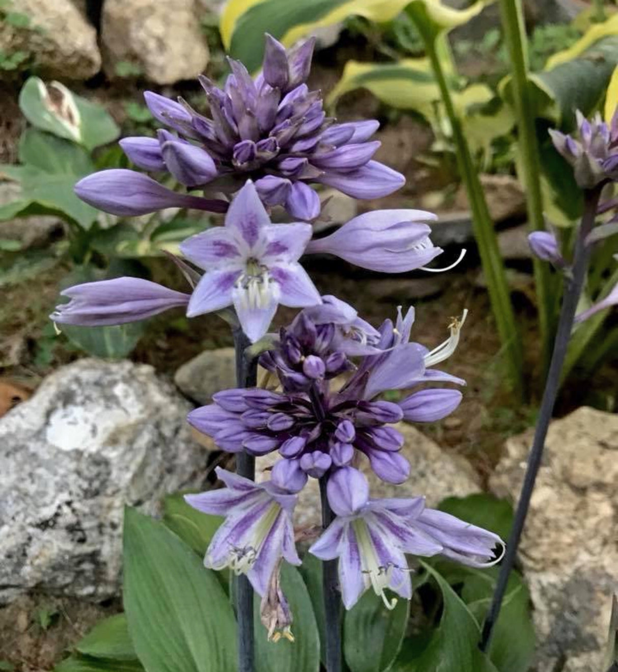 Evening Blush Hosta