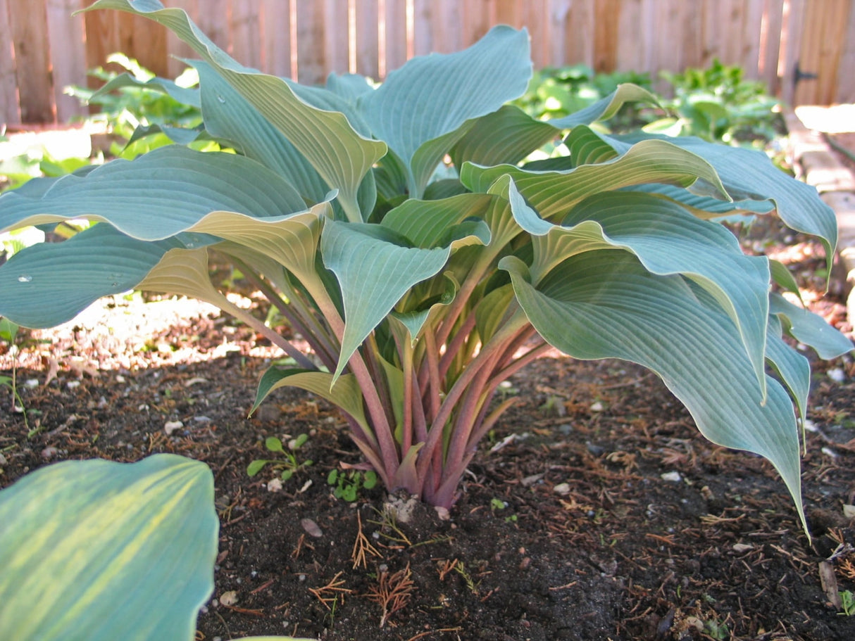 Evening Blush Hosta